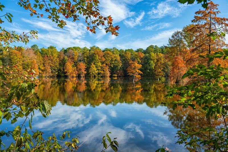 The Trees That Wear Fall Colors Before Going Bald