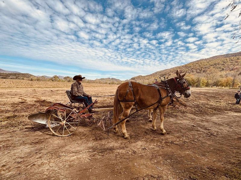 Horses, A Plow, And A Field That Remembers The Old Days