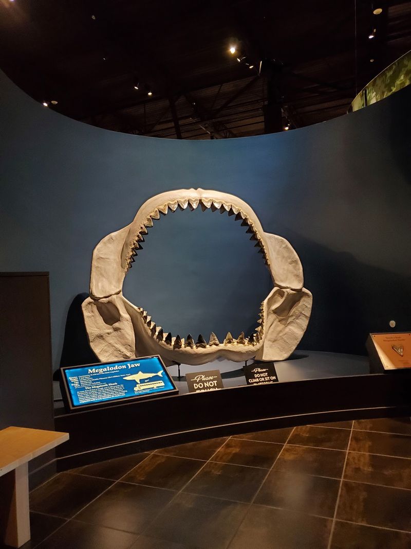 Grab A Brush Because Real Shark Teeth Are Waiting