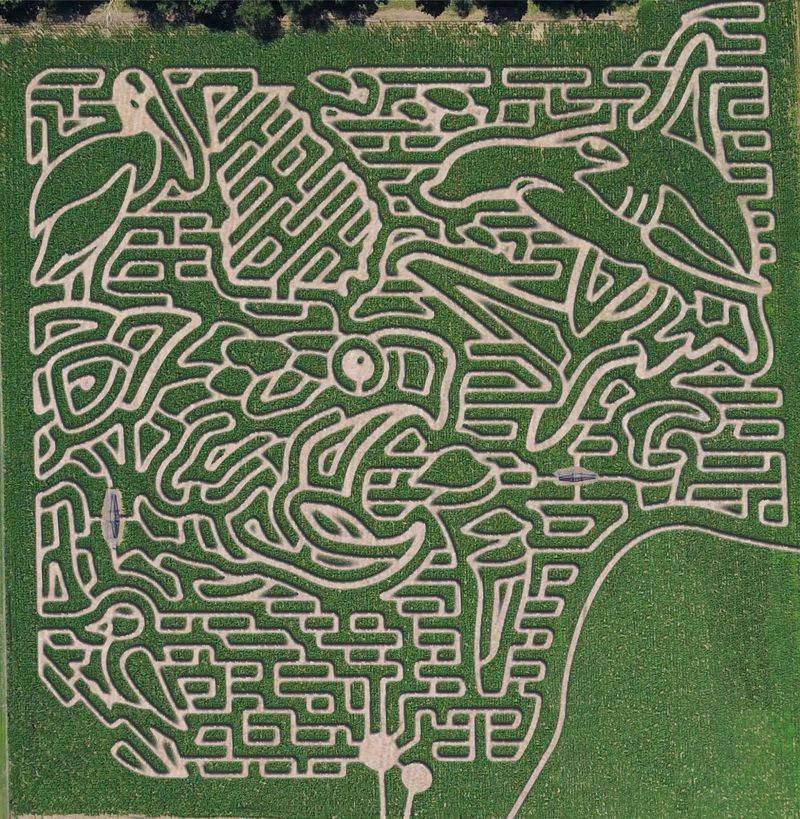 Fifteen Acres Of Corn Are Waiting To Confuse You