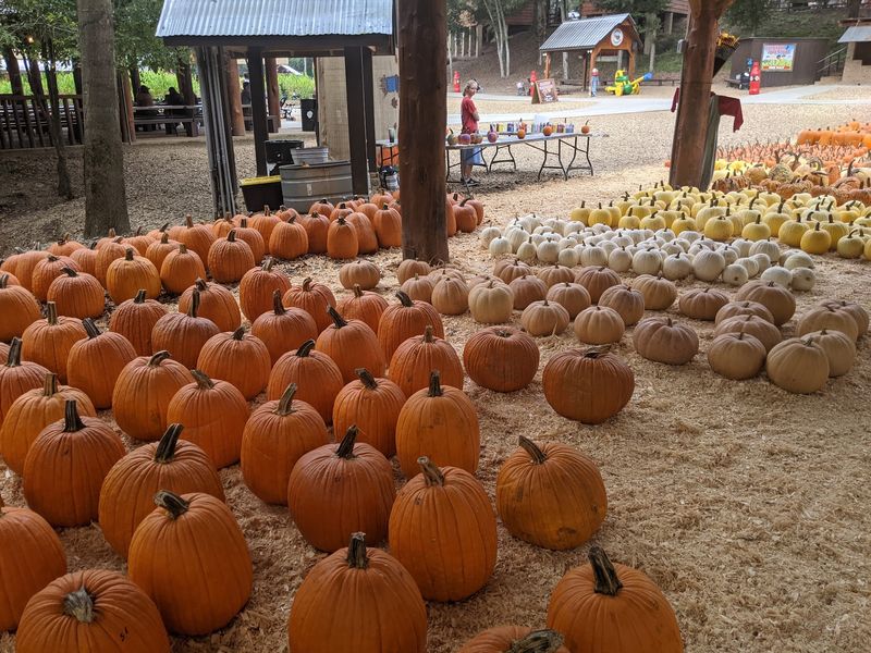 A Pumpkin Patch That Stretches Farther Than Your Trunk Space