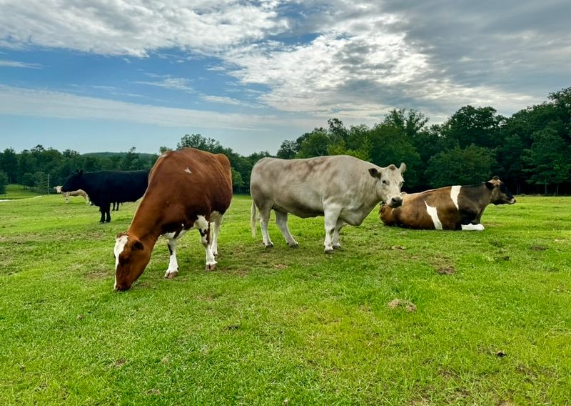 Rolling Hills Built For Second Chances