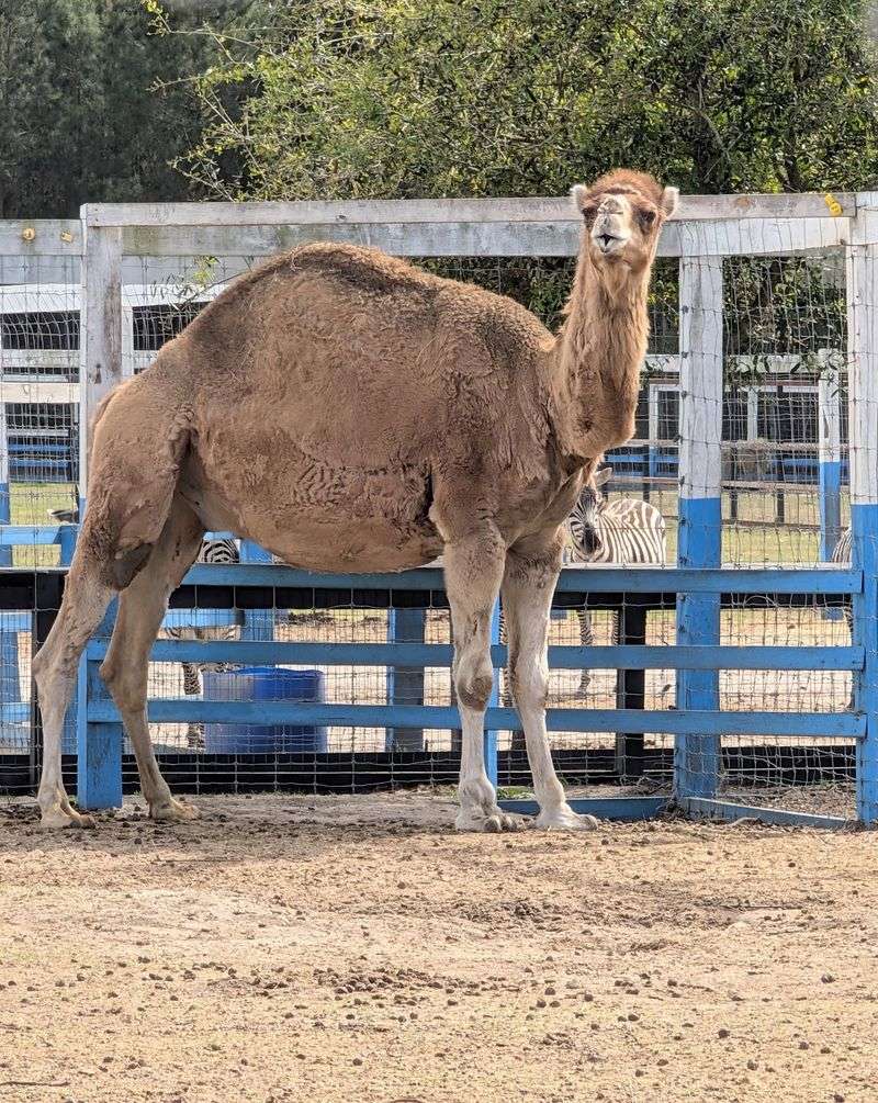 This Georgia Zoo Lets You Get Up Close With Sloths, Camels, And Exotic Animals - Decor Hint A Backyard Dream That Grew Wings And Hooves