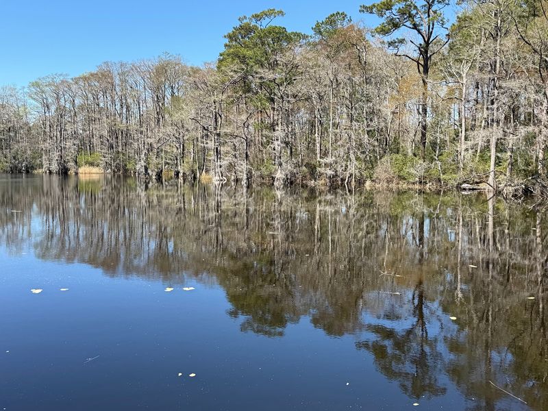 This Hidden North Carolina Pond Is Crawling With Alligators, And It’s Scarier Than You Think - Decor Hint Learn Why This 688-Acre Coastal Pond Makes Such Good Alligator Habitat