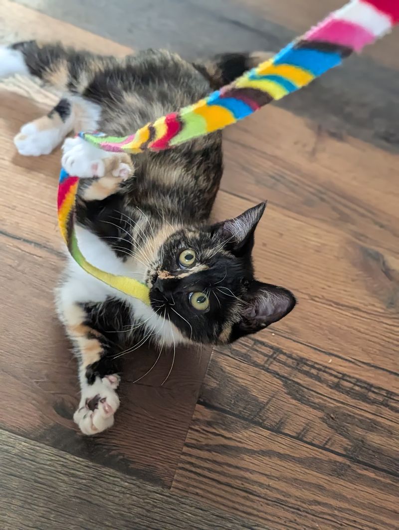 A Cats-Only Shelter With An Open Door In Nampa
