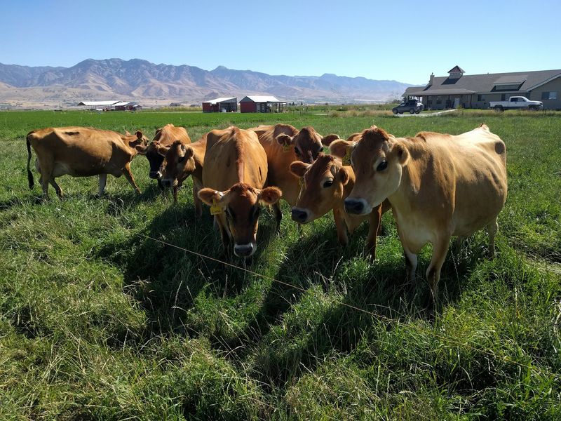 A Family Dairy Sitting Right On The Idaho-Utah Line