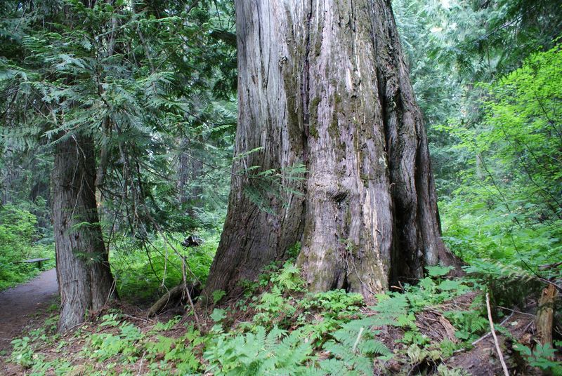 This Idaho Forest Lets You Walk Among Cedars That Were Already Growing Centuries Before Statehood - Decor Hint A Grove Of Giants Waiting Deep In The Nez Perce-Clearwater