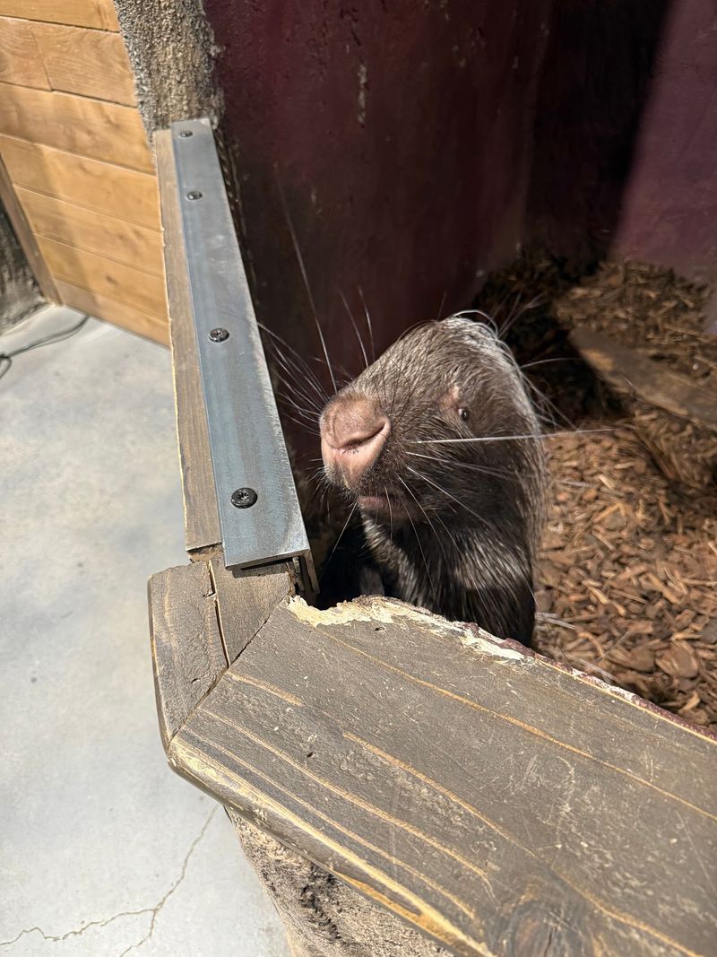 A Real Zoo Waits Between The Mall Shops