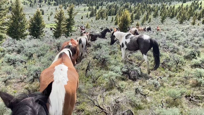 This Idaho Ranch Pairs A Fast Ride Herding About 40 Horses With A Homemade Treat Waiting Afterward - Decor Hint A Working Ranch Where Guests Help Move The Herd