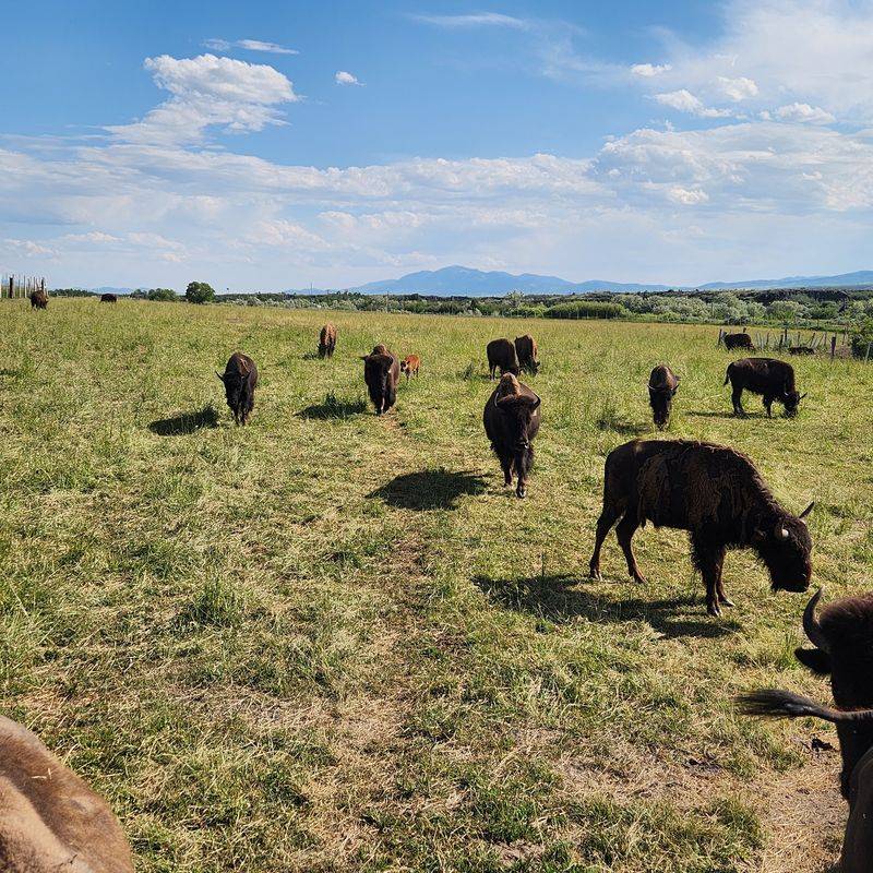 This Idaho Ranch Sells Grass-Fed Bison Straight From The Pasture - Decor Hint Bison Country Starts Just Off the Old Highway