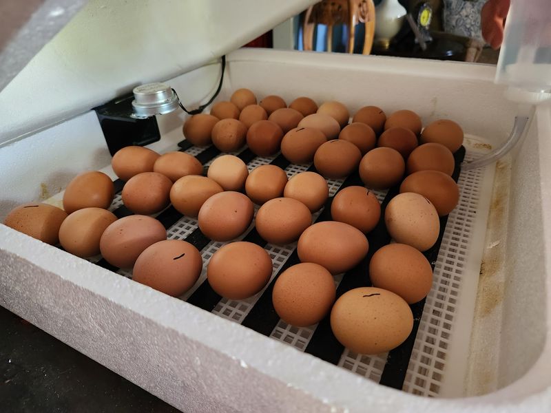 Your Breakfast Was Basically Born Next Door