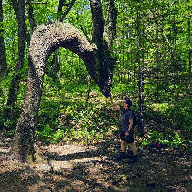 One Look At The Twisted Trunk Explains Why Hikers Call It The Dragon Tree