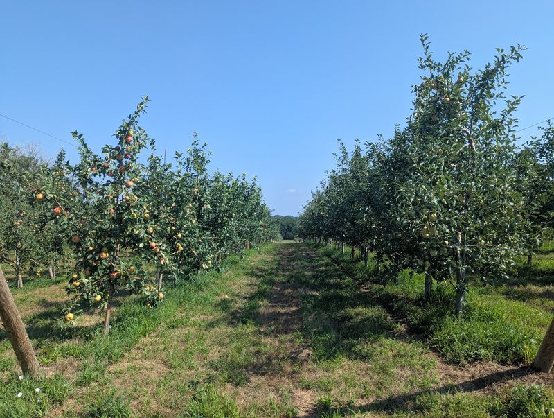 A Young Orchard on the Southeast Edge of Lincoln