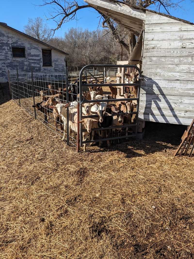 A Farm And A Creamery Sharing One Patch Of Ground