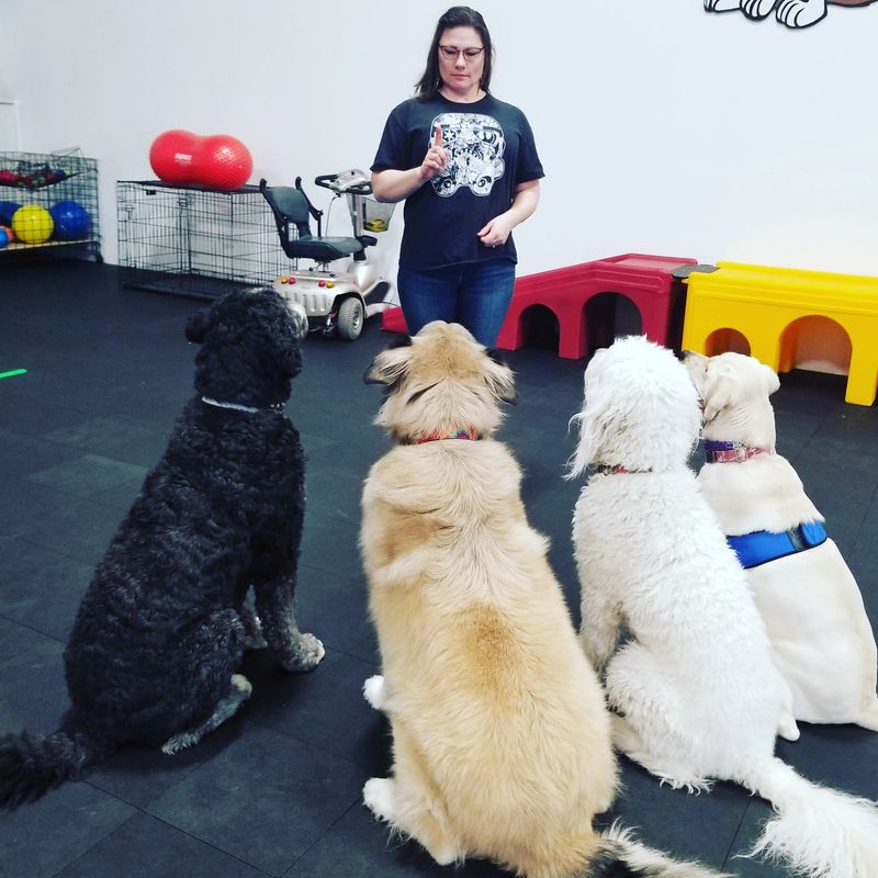 A Lincoln Nonprofit Where Puppies Grow Up With A Purpose