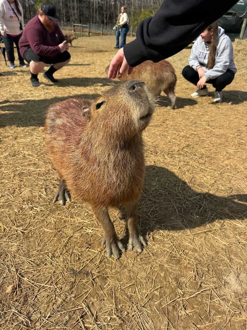 Pet And Feed Capybaras During A Pond-Side Encounter