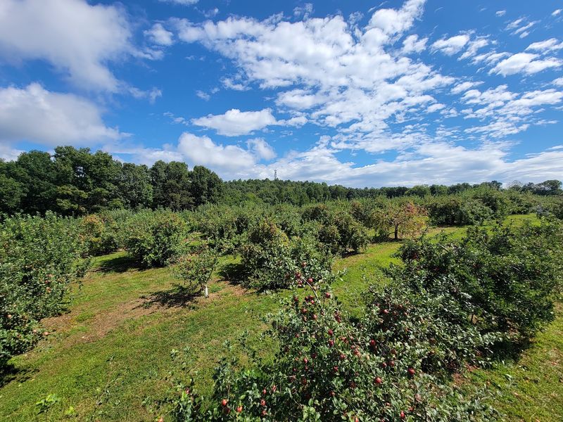 This North Carolina Apple Orchard Was Just Voted One Of The Best In America - Decor Hint USA Today Readers Just Ranked This Mountain Orchard No. 7 In America