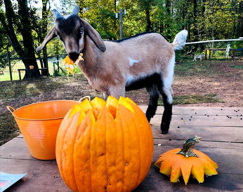 Your Pumpkin Scraps Have A Very Eager Fan Club