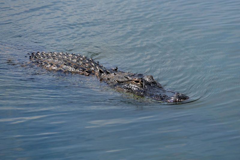 This North Carolina Kayaking Adventure Takes You Across A Lake Where Wild Alligators Roam - Decor Hint Those Bumpy Logs On Greenfield Lake Might Blink Back
