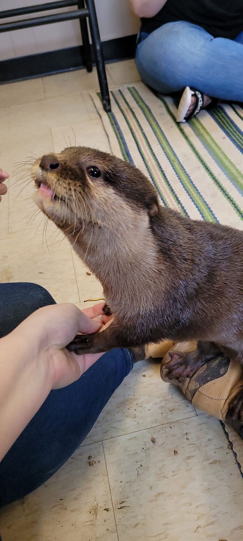This North Carolina Safari Lets You Hold Hands With Tiny Otters, And They Might Even High Five You - Decor Hint Those Little Otter Hands Are Even Cuter Than You Think