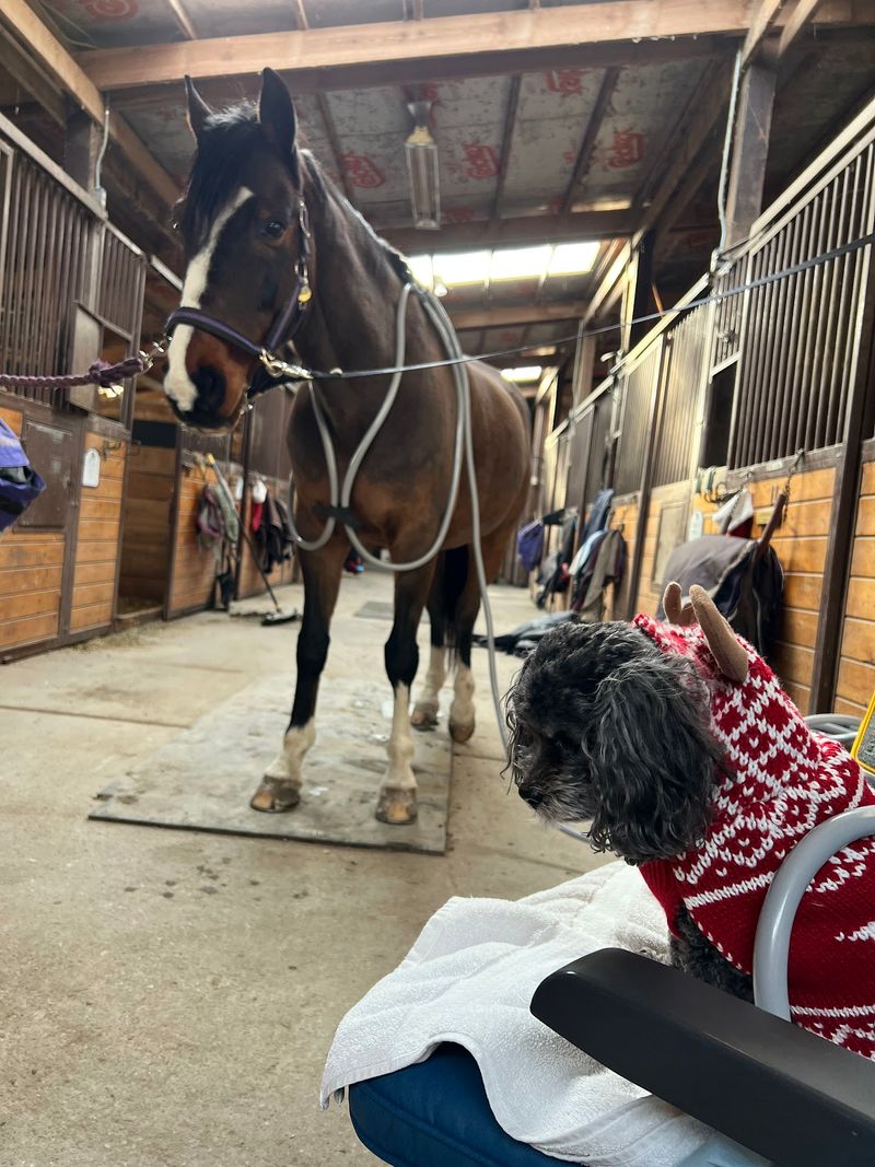 A Wellness Program Where The Patients Have Paws And Hooves