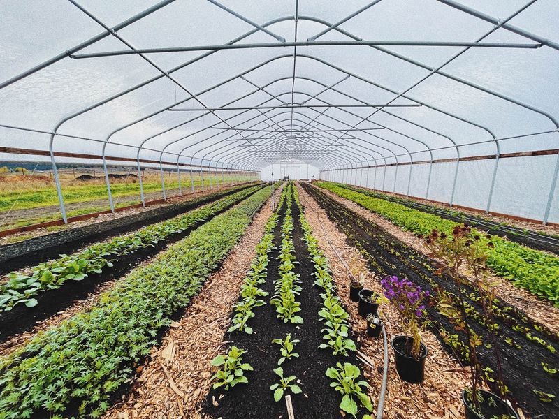 A Mountain Valley Farm That Lets The Vegetables Do The Talking