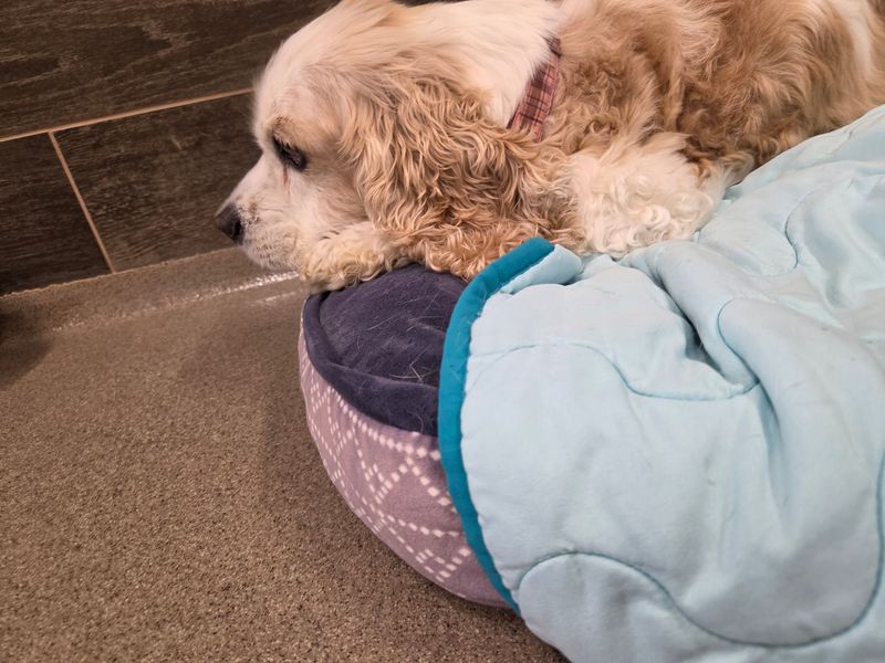 One Old Dog Named Bandit Started Everything