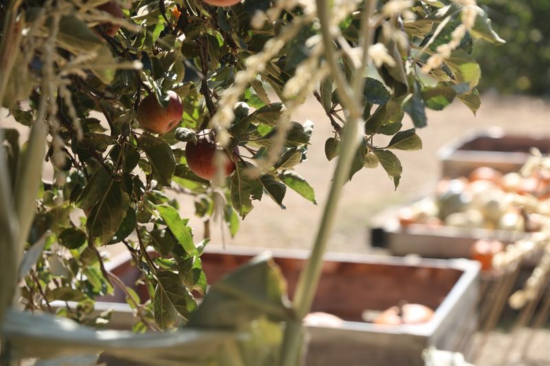 Crank Out A Jug Of Fresh Cider