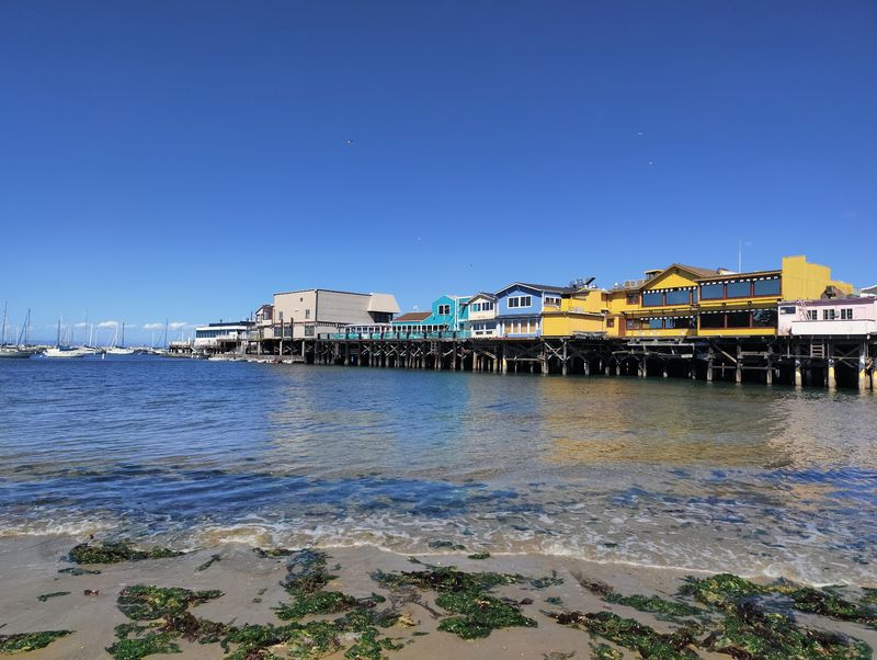 A Kelp-Loving Party Lands Right Beside Monterey Bay