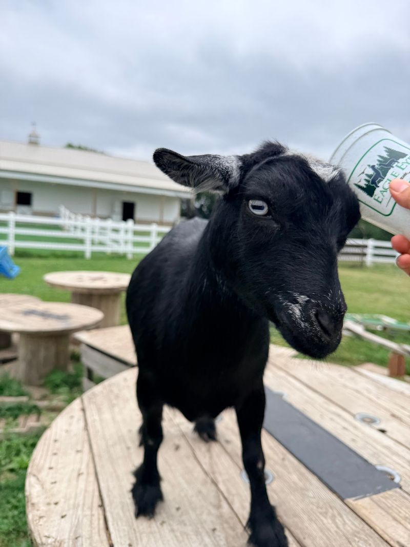 From Career Change To Alpaca Dreams