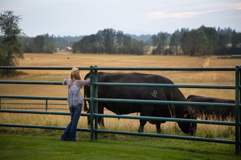 Rocking R Cattle Company