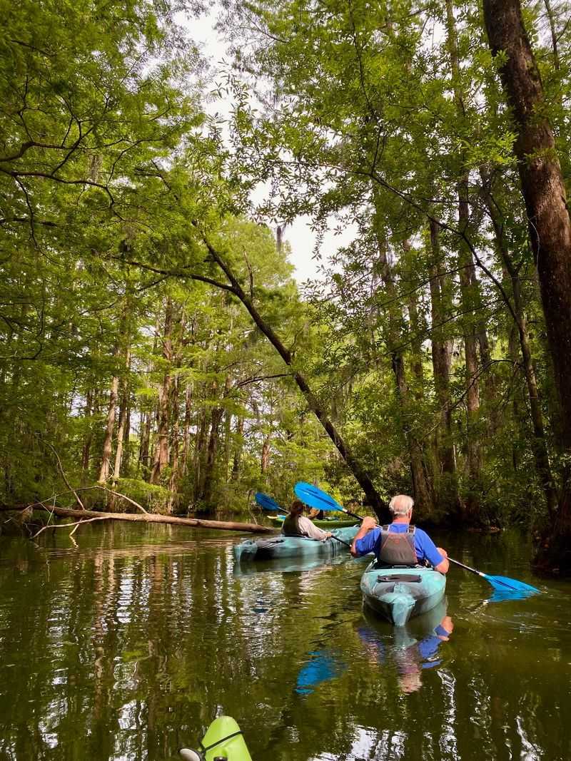 This North Carolina Kayaking Adventure Takes You Across A Lake Where Wild Alligators Roam - Decor Hint Your Guide Basically Has A Science Degree In Swamp