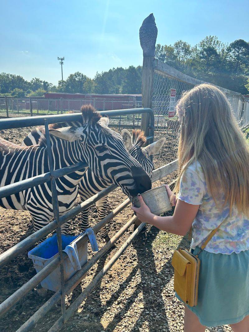This North Carolina Safari Lets You Hold Hands With Tiny Otters, And They Might Even High Five You - Decor Hint A Feed Bucket Turns You Into Everyone's New Best Friend