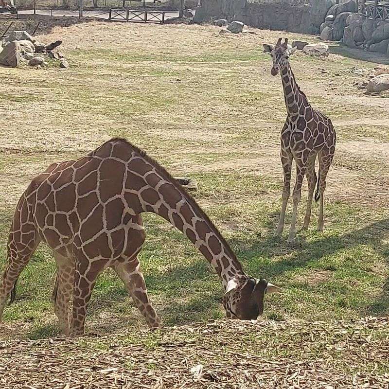 Climb Upstairs, Feed Lettuce To Giraffes, And Even Pet Them At This Nebraska Zoo - Decor Hint Lettuce Is The Ticket To A Very Long Tongue