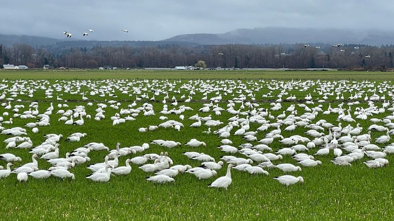 Thousands Of Snow Geese Blanket This Washington Valley Every Fall In A Spectacle You Won’t Forget - Decor Hint A Valley Turned Snowy White