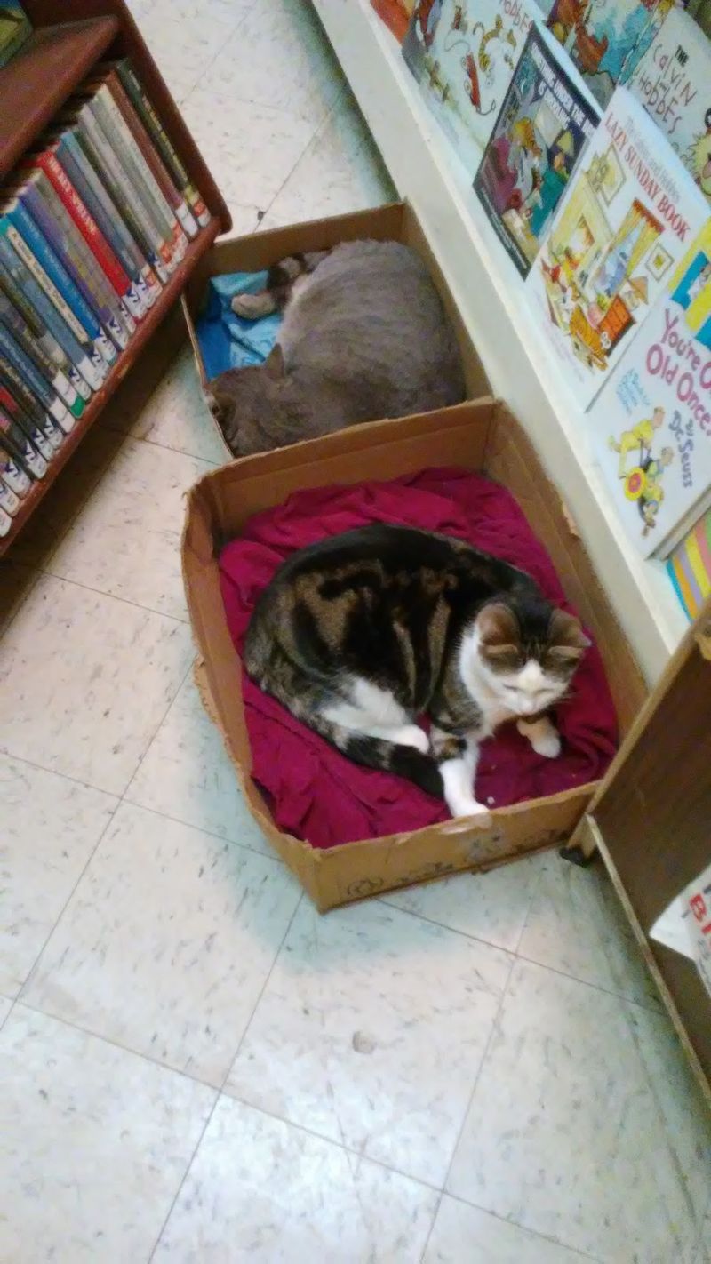 Whiskered Guardians Of The Stacks