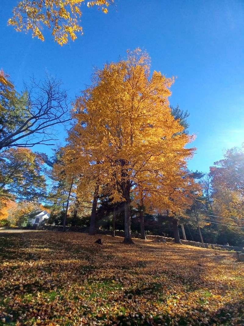 Live Animals And Woodland Trails Wait At Earthplace