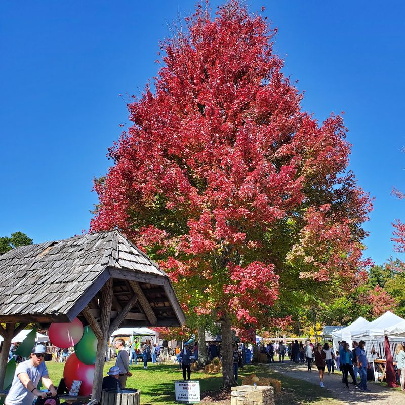 Browse Handmade Work From 100 Artisans Across The Festival Grounds