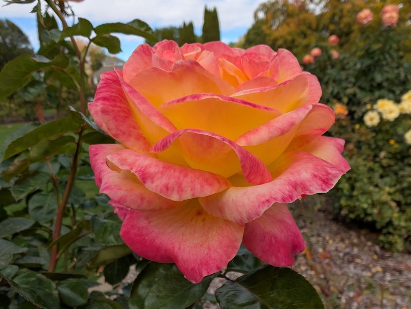 Last Roses Before The Chill
