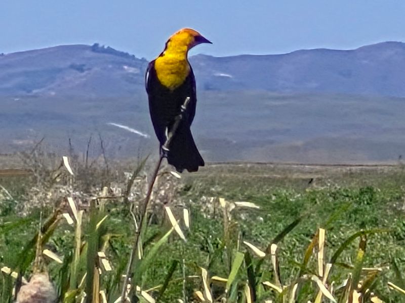 Idaho Is Home To An Ice Age Floods Trail Where Giant Ripple Marks Span Whole Hillsides - Decor Hint Birders, Bring Your Binoculars And Your Patience