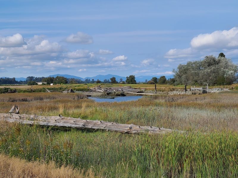 Thousands Of Snow Geese Blanket This Washington Valley Every Fall In A Spectacle You Won’t Forget - Decor Hint Pack Smart For Muddy Fields