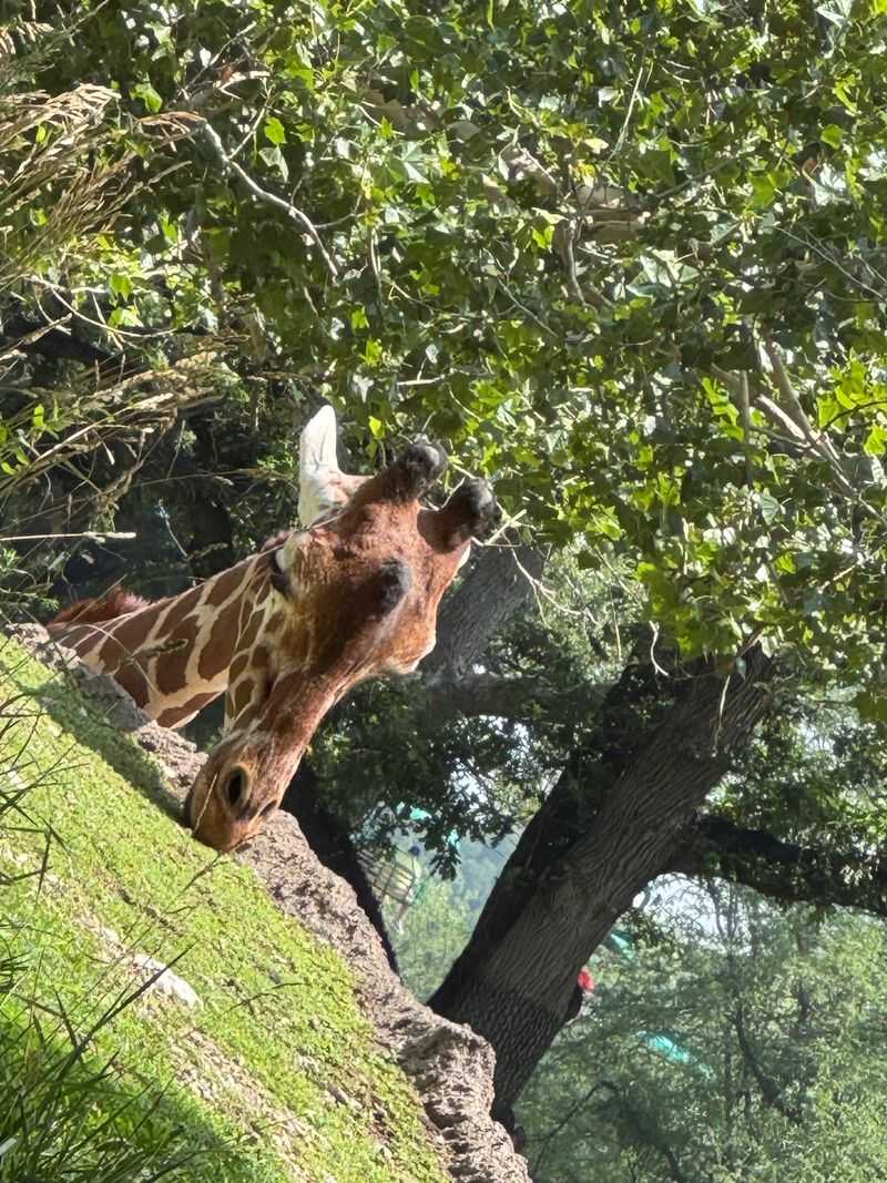 Climb Upstairs, Feed Lettuce To Giraffes, And Even Pet Them At This Nebraska Zoo - Decor Hint Why This Tall Little Moment Earns A Spot On Your List