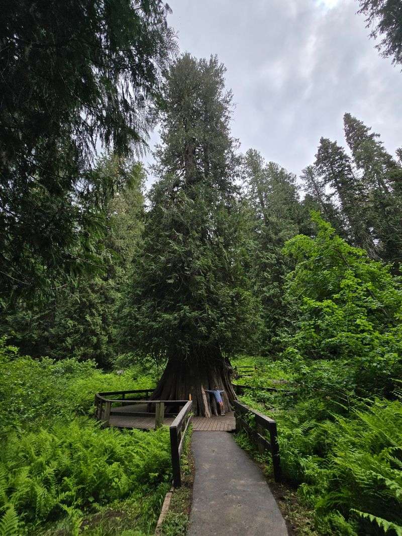 This Idaho Forest Lets You Walk Among Cedars That Were Already Growing Centuries Before Statehood - Decor Hint Worth Every Rattle On That Gravel Road