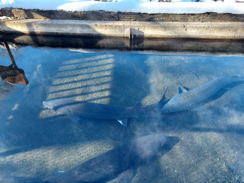 The Sturgeon Pond And How Things Have Changed