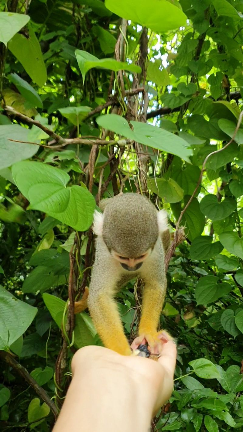 The Rainforest Tour Up Close