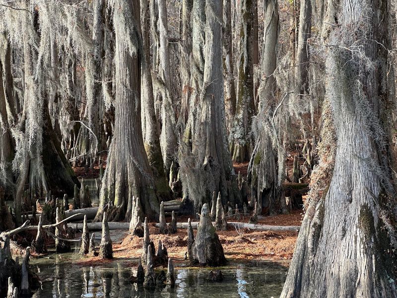 Pettigrew State Park, Creswell