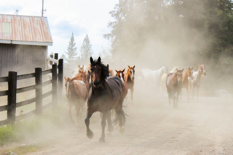 A Family-Run Ranch Where Idaho Gets Its Boots Dirty