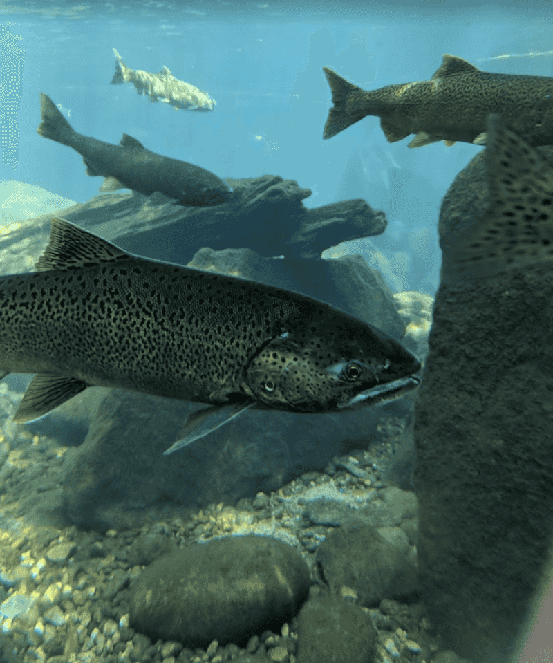 Programs, Field Trips, And Salmon And Steelhead Days