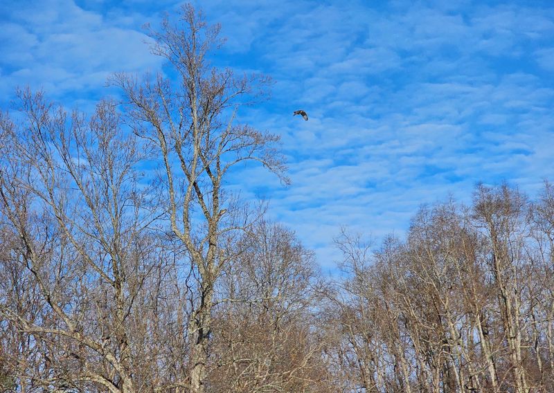 Winter Brings Bald Eagles Out To Play