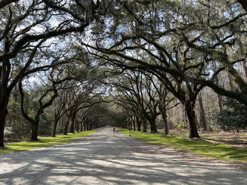 Spanish Moss Steals The Show